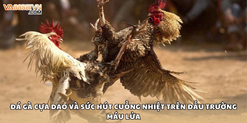 Đá gà cựa dao